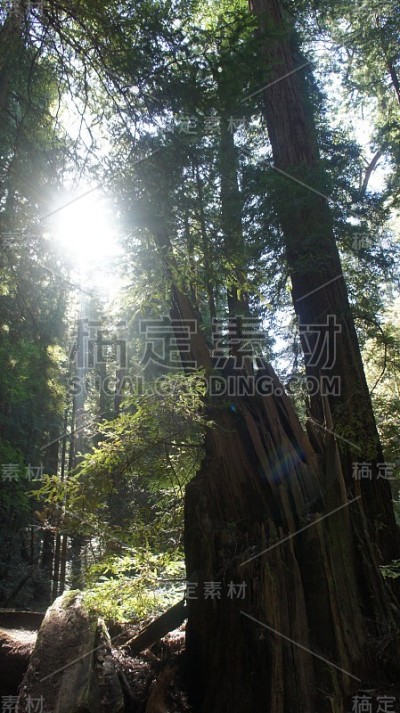 穆尔森林国家公园