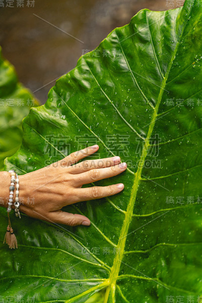 绿色植物上女性手特写