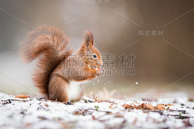 野生红松鼠在公园里拿着坚果站在雪地上