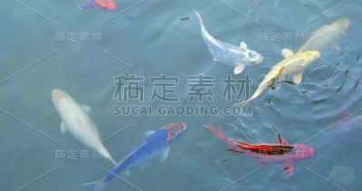 俯视图彩色鱼游泳在水族馆或游泳池。