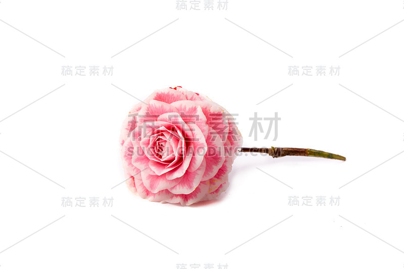 山茶花花