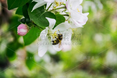 春蜂坐在有花的树枝上