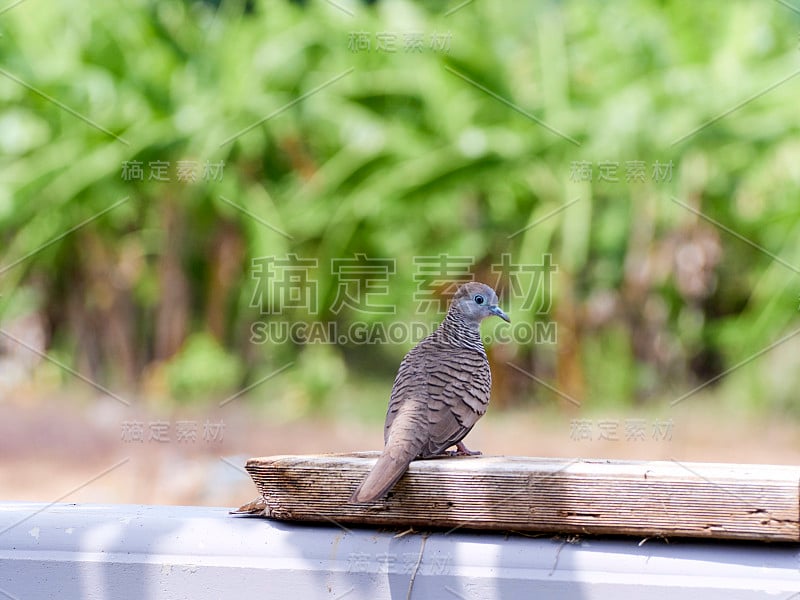 在泰国的斑纹Geopelia与模糊的自然背景。