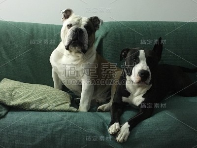 奇怪的夫妇