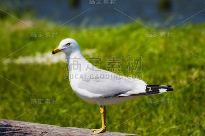 哥伦比亚河岸上的海鸥