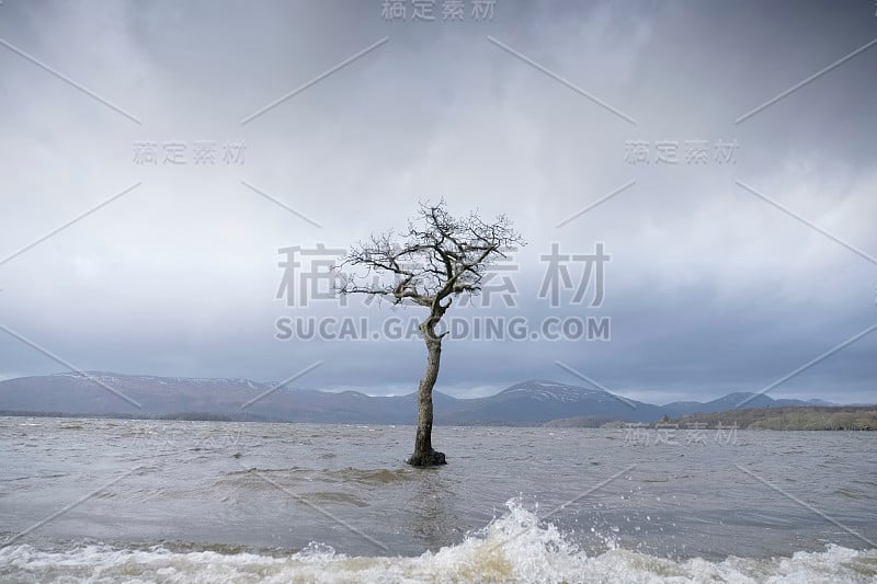 在英国苏格兰洛蒙德湖米拉罗奇湾的暴风雨飓风黑暗天空中，孤独的树