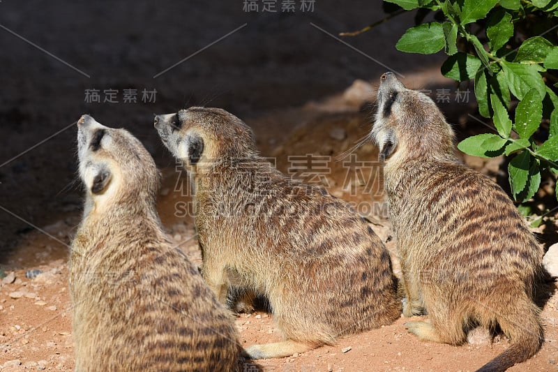 三只猫鼬在沙漠中寻找食物(Suricata suricatta)