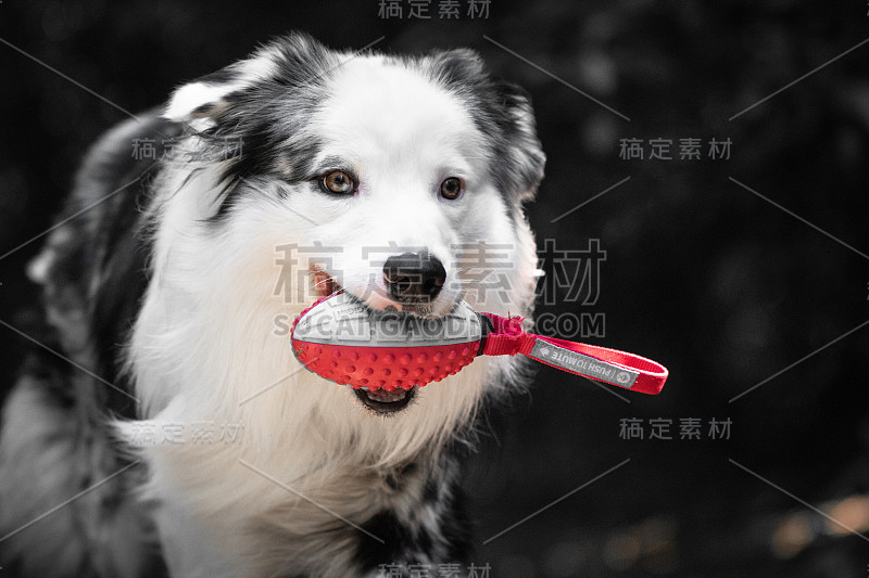 特写的澳大利亚牧羊犬快乐的脸与玩具在他的嘴