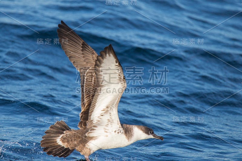 伟大的海鸥钓鱼