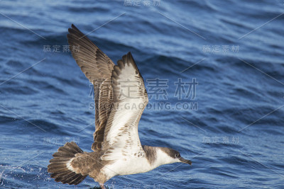 伟大的海鸥钓鱼