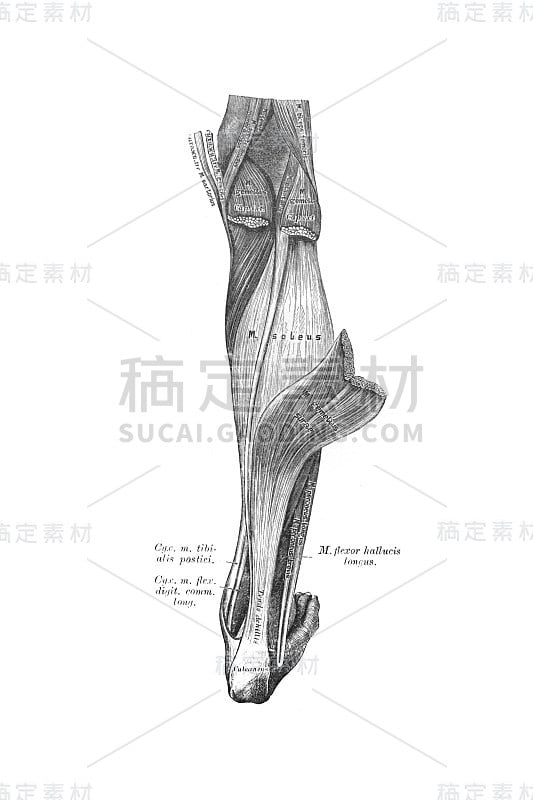 维什涅夫斯基议员的旧书《人体解剖学》，1890年，莫斯科