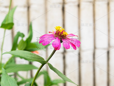 粉色Zinnia
