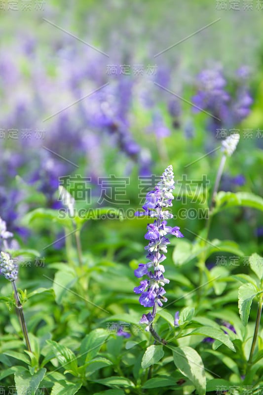 自然的花背景，盛夏阳光下的自然紫色花朵在花园里绽放，紫色鼠尾草在花园里。