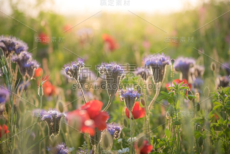 花花绿绿的草本草地上盛开着五颜六色的野花