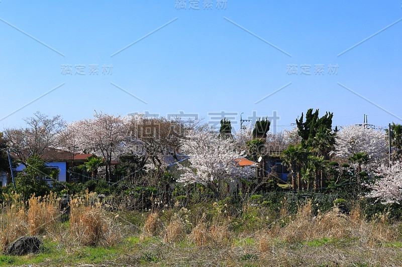 樱花、牧场、田野、樱花树、李子、油菜花、村庄、