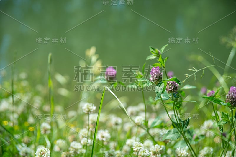 微距拍摄大自然田野里盛开的红色三叶草花。背景纹理绿色三叶草和粉红色的花。一幅盛开着三叶草的田野的图像