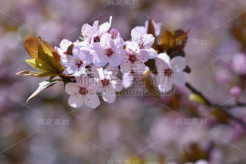 春天的花。美丽的开花的树枝。Cherry-Sakura和太阳。