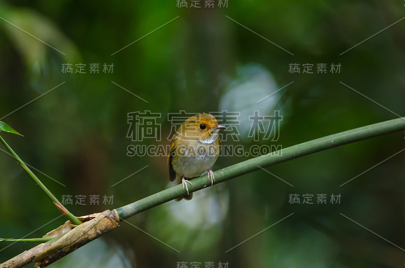 红眉鹟栖息在树枝上