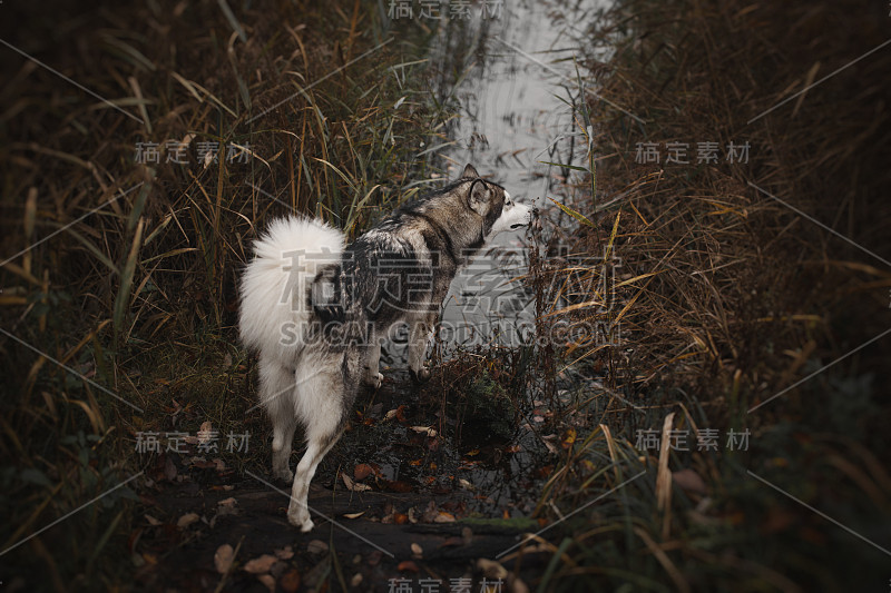 湖中的阿拉斯加雪橇犬