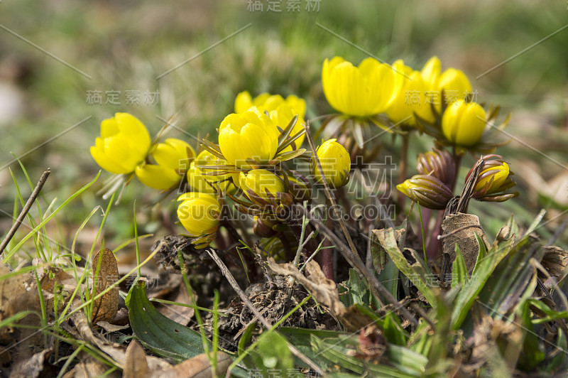 蛇尾草，早春开花，冬附子背光