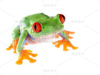 孤立于白色上的红眼树蛙