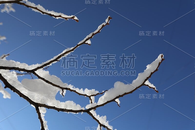 白雪皑皑的分支。近距离