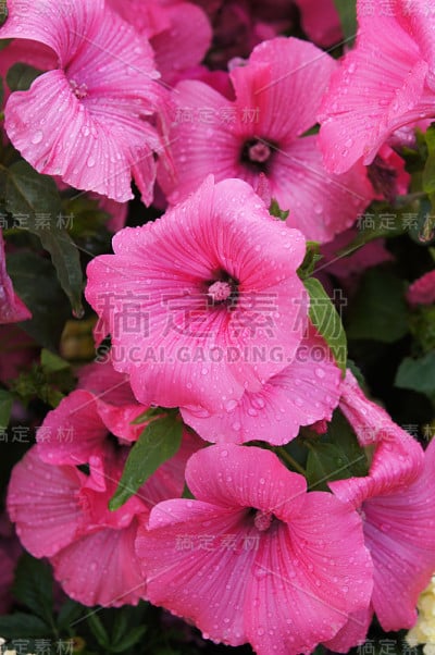 紫檀的粉红色花，绿色垂直
