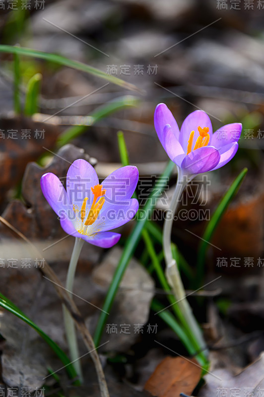 长有紫色花瓣的番红花或番红花(春季番红花)番红花是早春时节最先开放的春花。