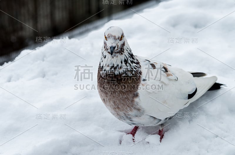 花斑鸽子在雪地上看着摄像机