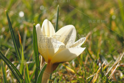 开花的番红花