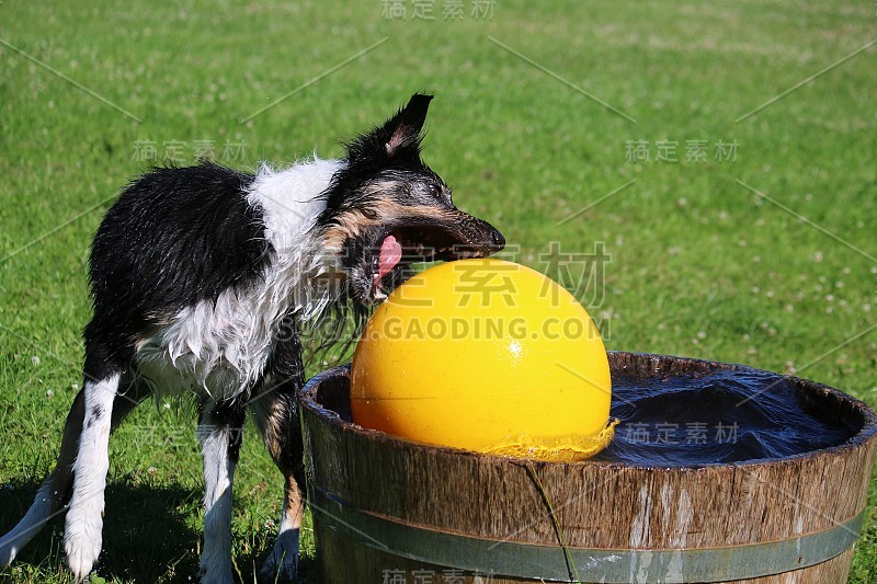 边境牧羊犬在游泳池