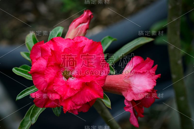 一个美丽的红色杜鹃花的形象在花园里。(Adenium)