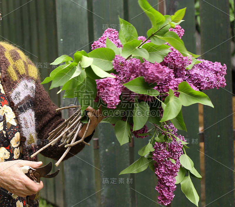 丁香花束与手握扇形