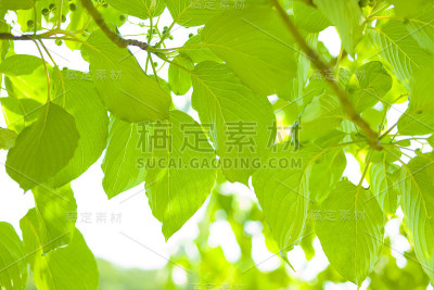 叶子