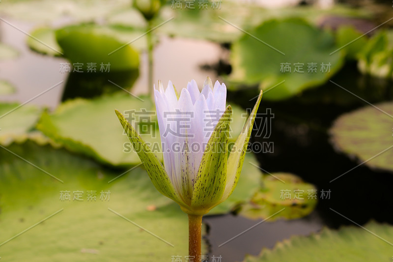 百合花在池塘