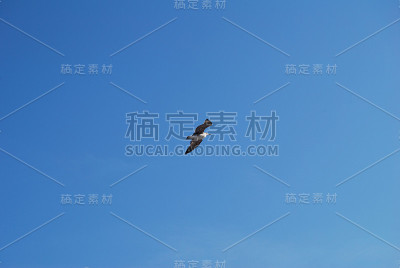 海鸥
