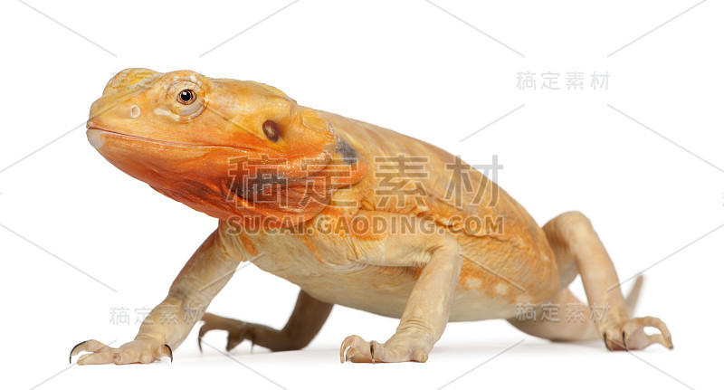 中央须龙，Pogona vitticeps，在前面的白色背景