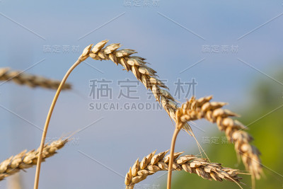 特写夏季小麦穗