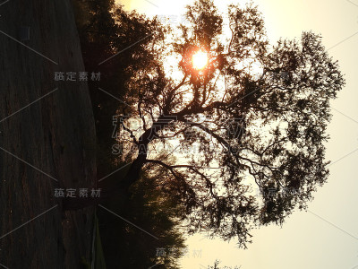 太阳树