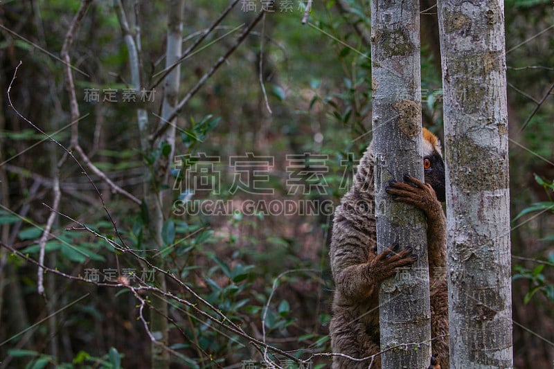 印度洋非洲马达加斯加岛的野生棕色狐猴