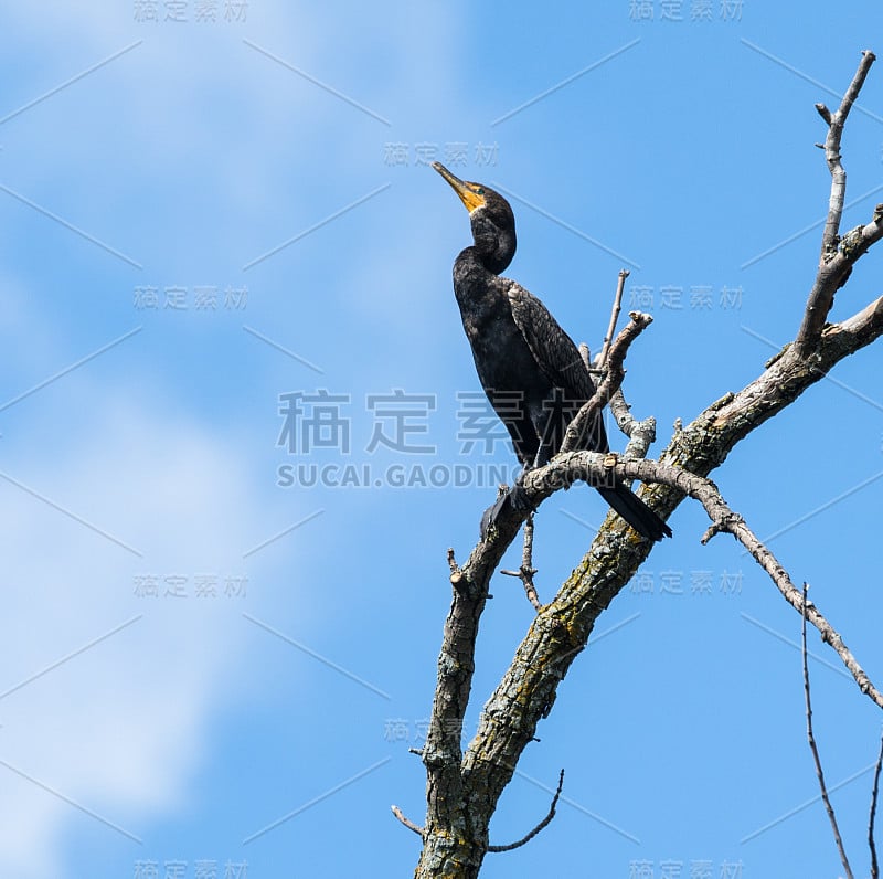 一只栖息在树上的双冠鸬鹚