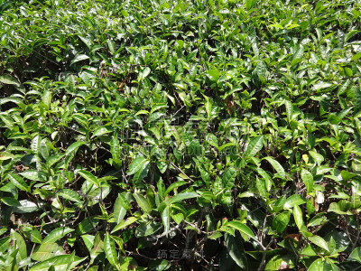 印度乌蒂茶园的茶叶近景。