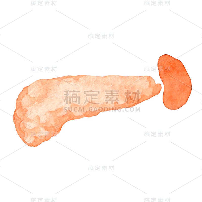 胰腺、脾脏