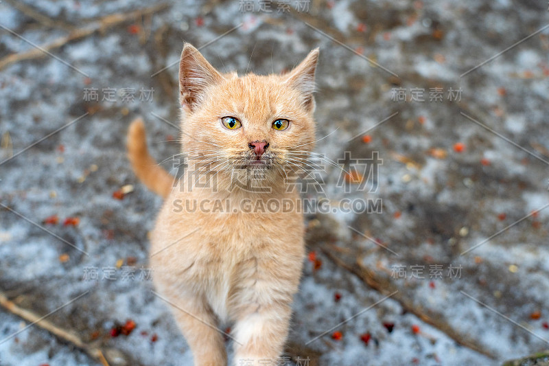 孤独美丽可爱的姜黄色小猫在街上。冬天在下雪，很冷。野生动物或家畜小猫向前看了看，拉了拉嘴巴。