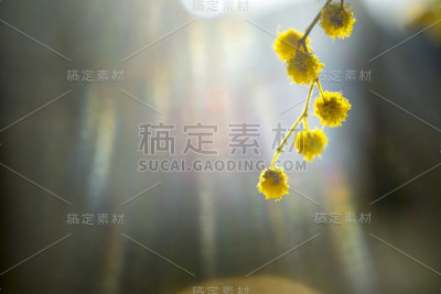 不同焦点下的金合欢