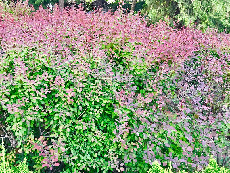 中国旅游-植物，树木和水果