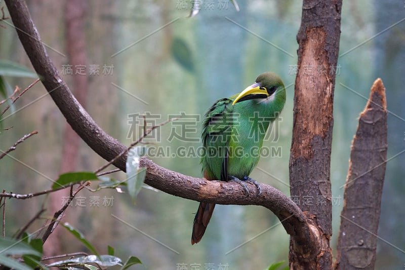 翡翠Toucanet