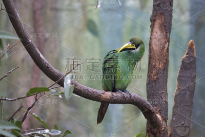 翡翠Toucanet