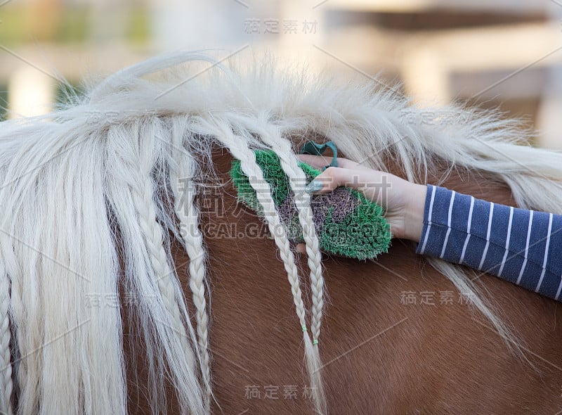 女孩打扮的马