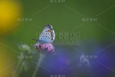 蝴蝶